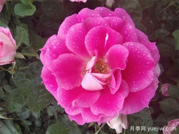 6種花，四季開花不停，堪稱開花機(jī)器(圖1)