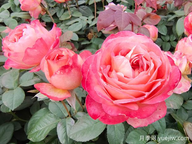 花友養(yǎng)月季，常見的八個問題解答(圖2)