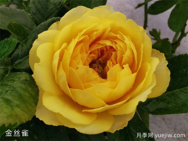 微型月季金絲雀優(yōu)缺點都不少，養(yǎng)護做好兩個點花開不斷(圖1)