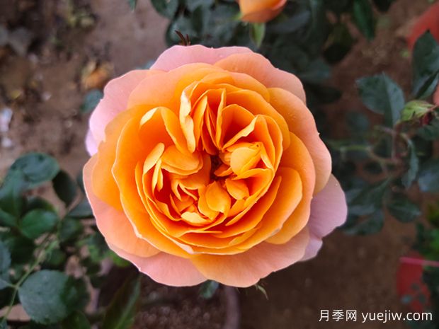 什么品種的月季花好看好養(yǎng)？ (圖1)