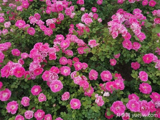 豐花月季和切花月季有什么區(qū)別？ (圖1)