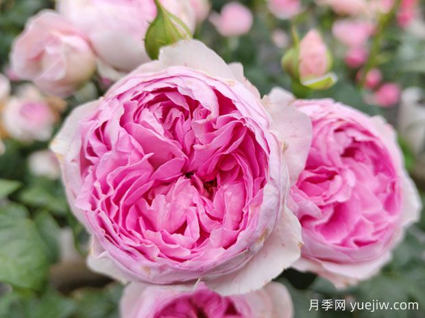 為什么你的盆栽盆栽不開花？導(dǎo)致月季不開花的原因(圖1)