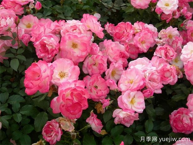 十大熱門(mén)月季排行榜，優(yōu)缺點(diǎn)介紹(圖4)