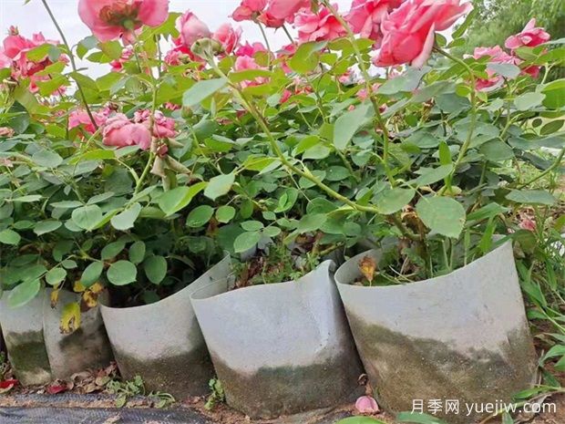 月季怎么種植？月季種植方法(圖2)