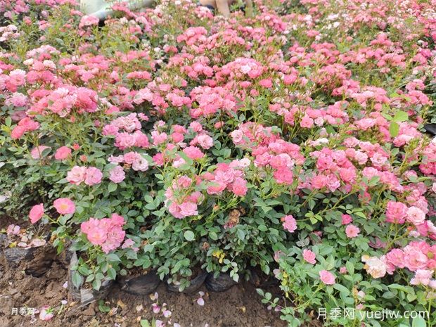 月季花大膽去追肥，以磷鉀肥為主促進(jìn)開花量(圖2)