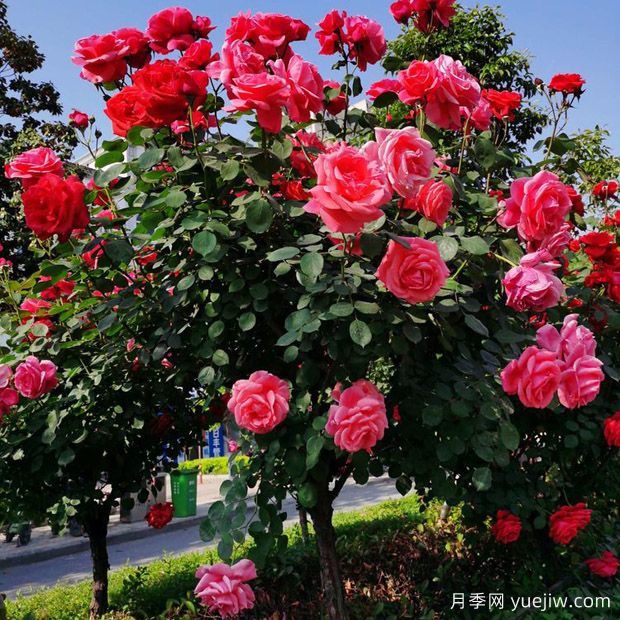 嶺南股份申請(qǐng)一種利用中間砧嫁接樹狀月季的方法專利(圖1)