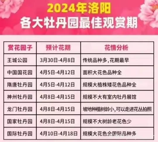 2024年洛陽牡丹絢爛綻放，誰與爭鋒？(圖1)