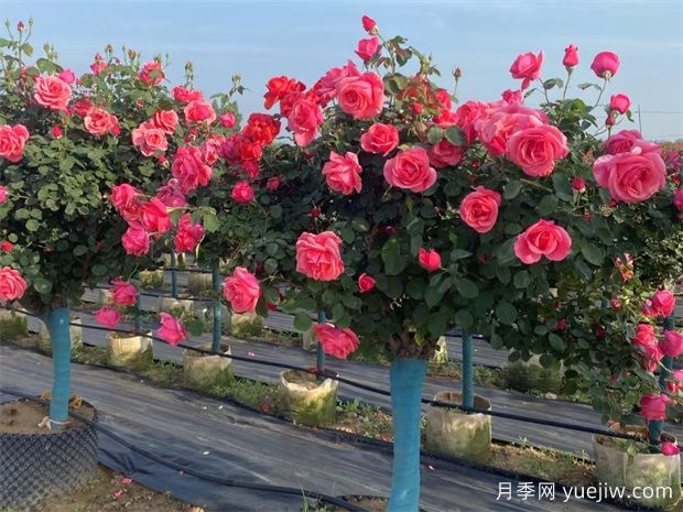 庭院一定要種植兩棵樹狀月季，花量大韻味十足(圖1)