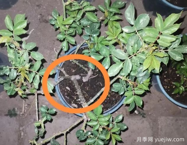 月季怎么抹芽？詳細(xì)教程來啦，照著做，爆花很簡單(圖2)