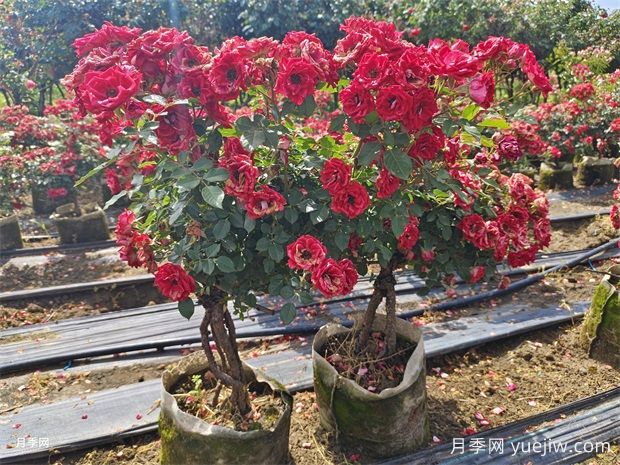 月季葉子發(fā)黃？牢記這4點(diǎn)，讓它茁壯成長花開滿枝(圖2)