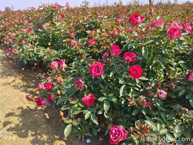 綠籬和月季苗圃除草那么難，怎么做才能事半功半？(圖1)
