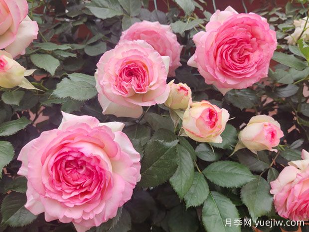 非常漂亮的9種月季花，各具特色絢麗多彩(圖1)