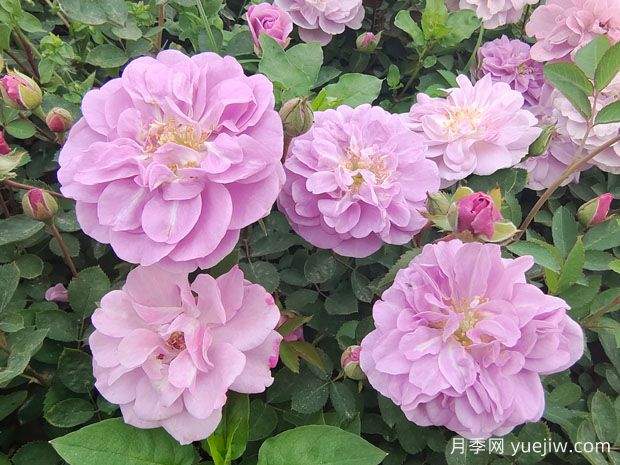 適合陽(yáng)臺(tái)的藍(lán)色陰雨小型藤本月季，陽(yáng)臺(tái)變花墻(圖1)