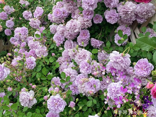 適合陽(yáng)臺(tái)的藍(lán)色陰雨小型藤本月季，陽(yáng)臺(tái)變花墻(圖2)