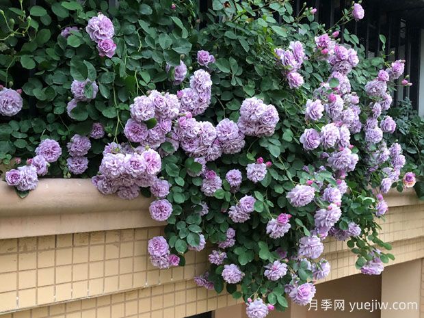 適合陽(yáng)臺(tái)的藍(lán)色陰雨小型藤本月季，陽(yáng)臺(tái)變花墻(圖3)
