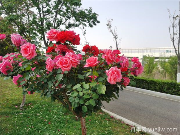 昆明月季又到盛開(kāi)時(shí)，呈貢月季打卡路段推薦(圖2)