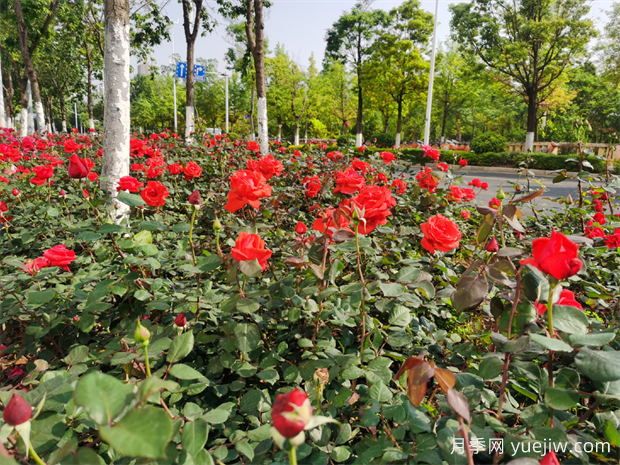 昆明月季又到盛開(kāi)時(shí)，呈貢月季打卡路段推薦(圖3)