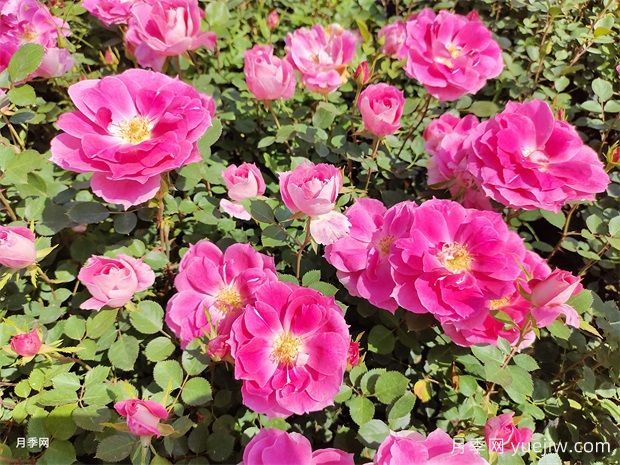 月季花不好養(yǎng)！那是因?yàn)槟銢]有掌握這幾個(gè)方法(圖1)