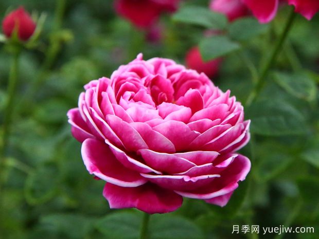 月季界的妖花瑪麗玫瑰，美到驚艷！(圖1)