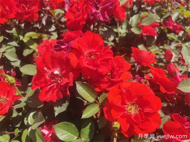 月季花開賽春光，讓月季快速爆盆的小妙招(圖1)