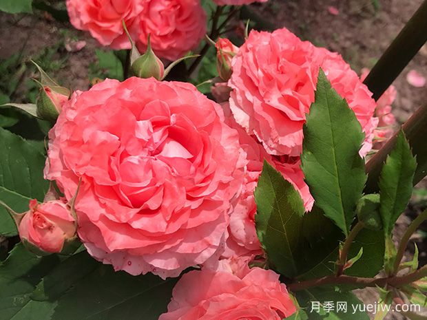 從花園到花瓶，盤點(diǎn)10個顏值超高的切花月季(圖7)