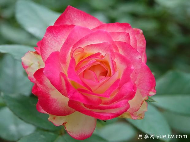 從花園到花瓶，盤點(diǎn)10個顏值超高的切花月季(圖9)