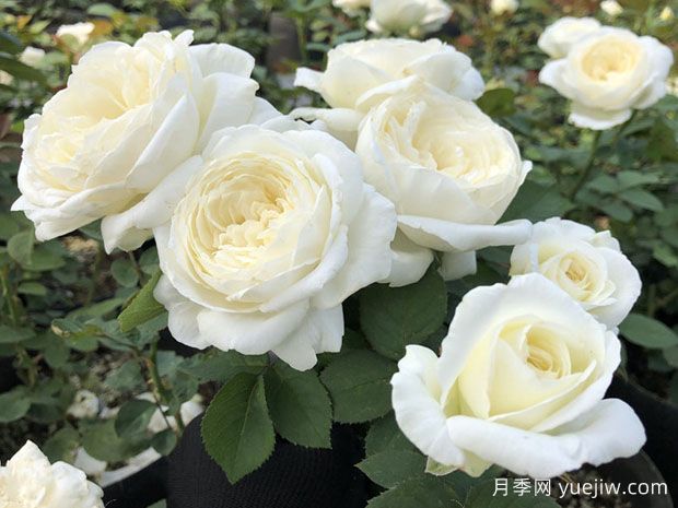從花園到花瓶，盤點(diǎn)10個顏值超高的切花月季(圖3)