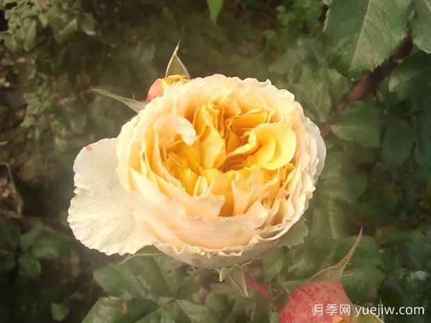 從花園到花瓶，盤點(diǎn)10個顏值超高的切花月季(圖5)