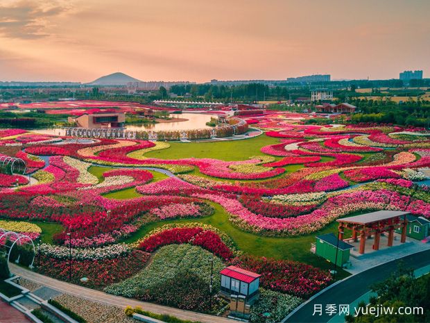 月季花已開！大美南陽等你來！(圖2)