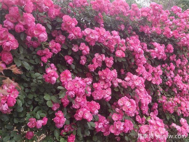 月季花開：美了小城，醉了路人(圖1)