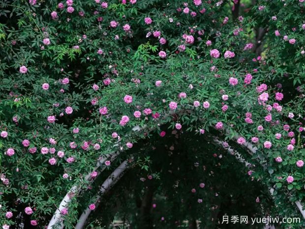無錫的薔薇開好了，快來打卡！(圖2)