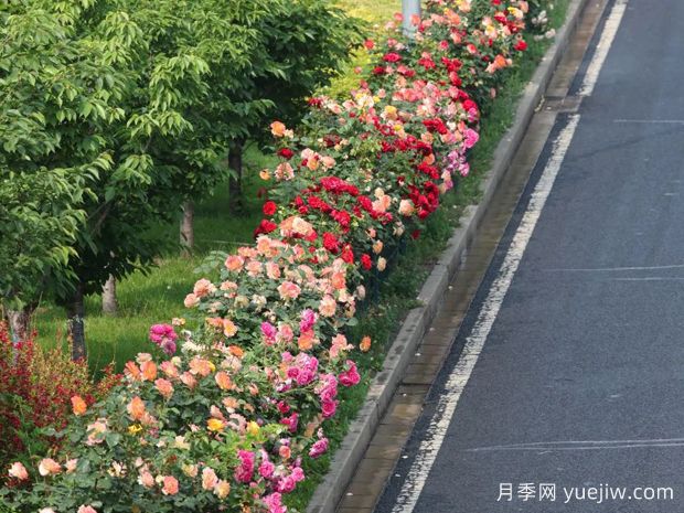 北京環(huán)路隔離帶上的月季到底是什么品種？(圖2)