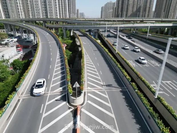 鄭州月季：花開鄭好景如畫，高架月季香滿城(圖2)