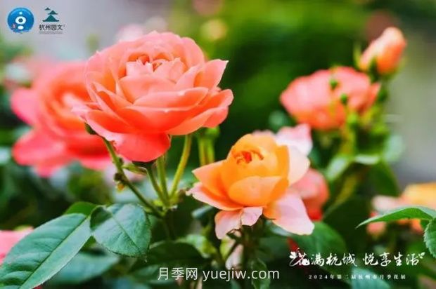 杭州滿城繁花，500萬株月季競(jìng)相綻放的極致浪漫(圖2)