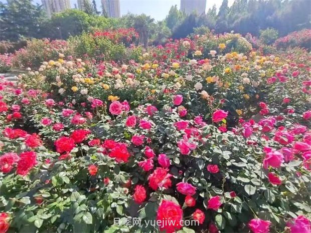 鄭州月季公園40萬株月季競相綻放，感受花漾生活(圖1)