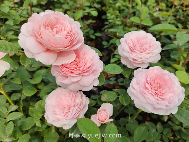 從一萬(wàn)種月季花中精選這10種，你喜歡嗎？(圖4)