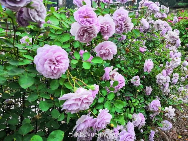 瀘州市古藺大寨花海迷宮進(jìn)入盛花期，打卡高顏值(圖1)