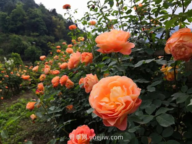 瀘州市古藺大寨花海迷宮進(jìn)入盛花期，打卡高顏值(圖3)