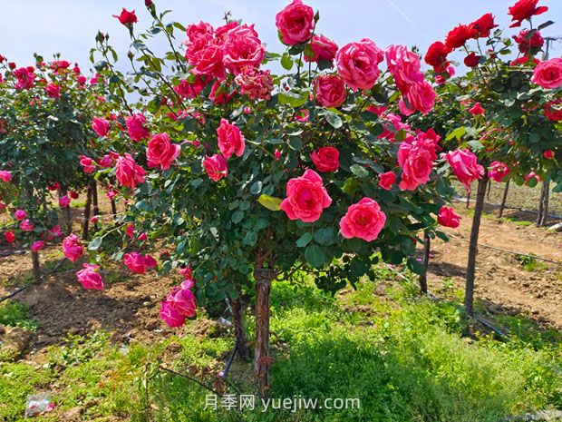 有院子的花友要養(yǎng)幾棵樹狀月季，花開艷麗讓人羨慕(圖1)