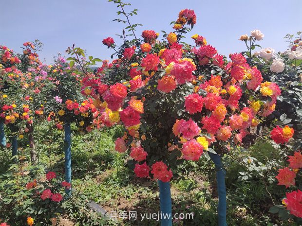 有院子的花友要養(yǎng)幾棵樹狀月季，花開艷麗讓人羨慕(圖2)