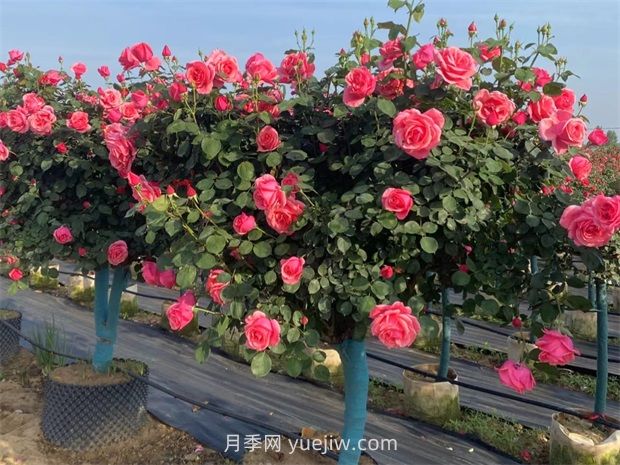 有院子的花友要養(yǎng)幾棵樹狀月季，花開艷麗讓人羨慕(圖3)