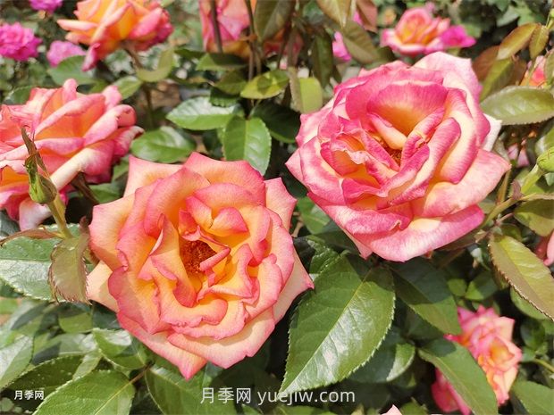 月季吃肉想不到，月季養(yǎng)護推薦食材及使用方法(圖1)