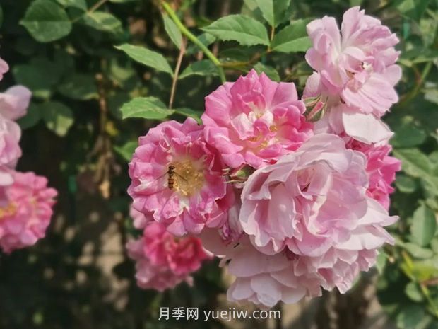 通俗版：薔薇、月季、玫瑰分辨指南(圖1)