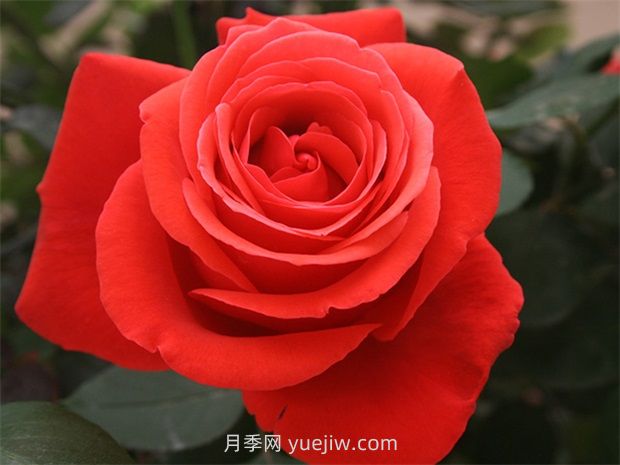 通俗版：薔薇、月季、玫瑰分辨指南(圖2)