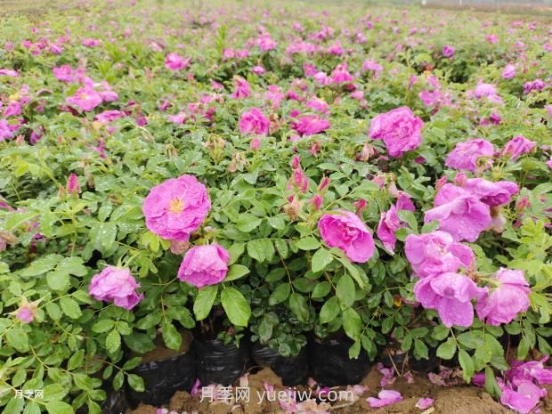 通俗版：薔薇、月季、玫瑰分辨指南(圖3)
