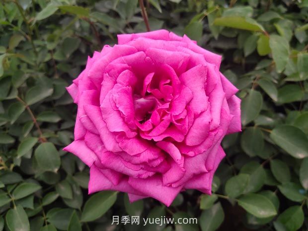 推薦50個(gè)大花濃香的熱門月季品種(圖4)