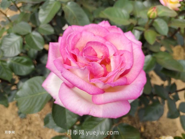 推薦50個(gè)大花濃香的熱門月季品種(圖5)
