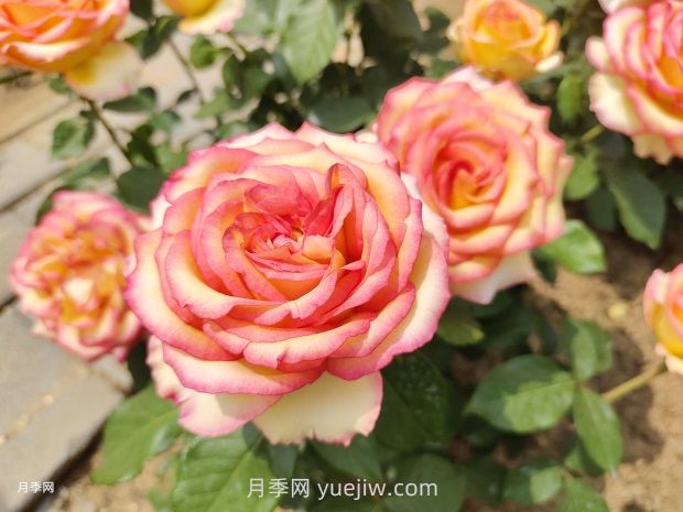 推薦50個(gè)大花濃香的熱門月季品種(圖7)