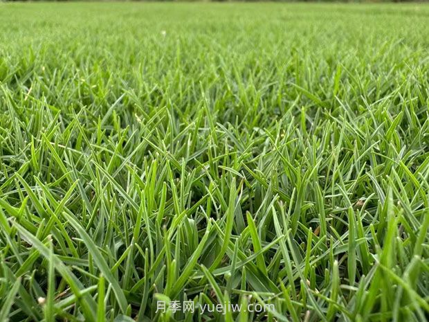 草坪種類那么多，你都弄清楚了嗎？(圖2)