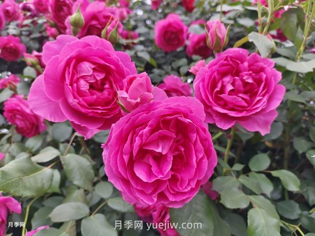 中國(guó)十大花卉緣何未納玫瑰花？(圖1)